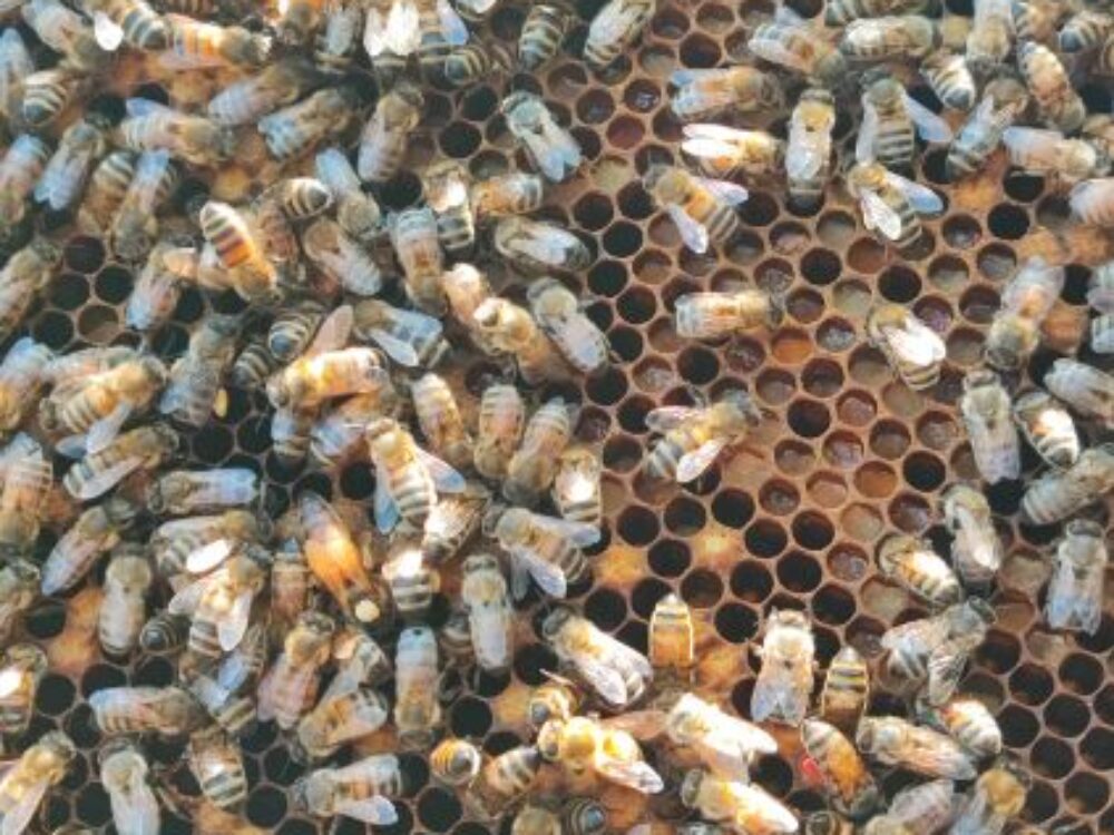 Biodiversité – installation de 6 ruches