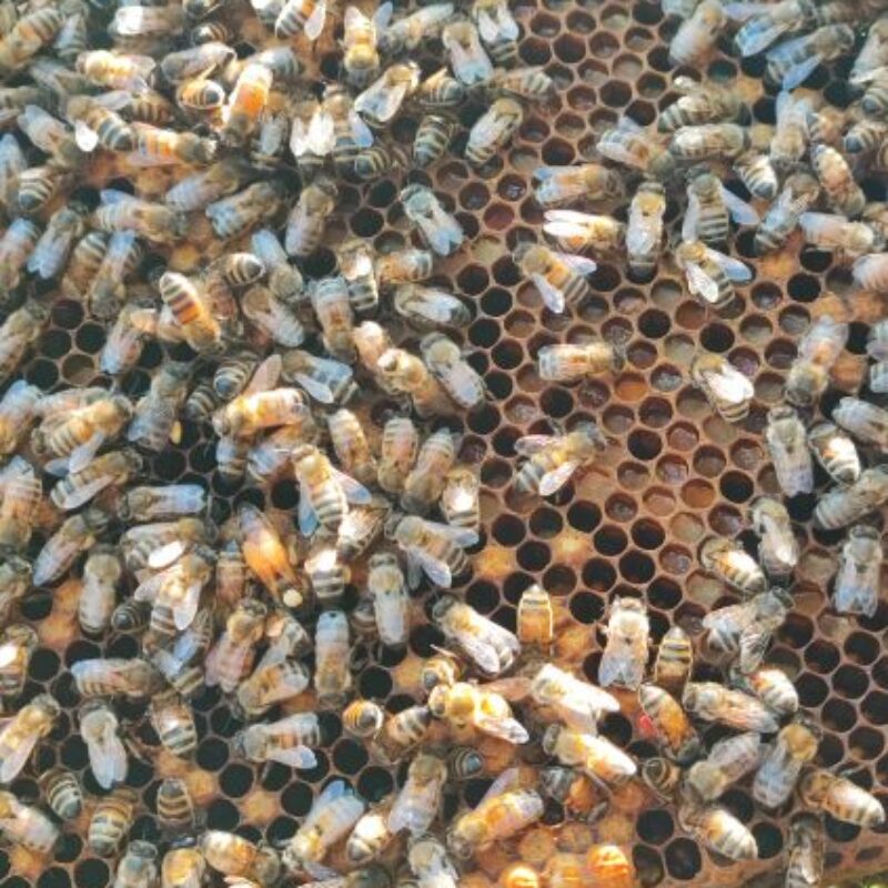 Biodiversité – installation de 6 ruches